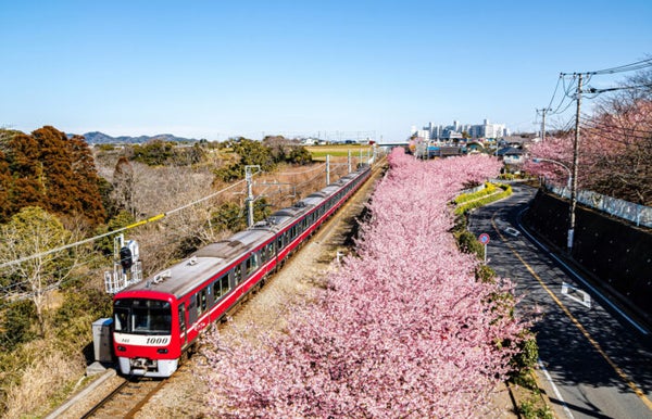 【西船橋発】 春の三浦海岸を散策!1,000本の河津桜と贅沢まぐろ御膳で贅沢なひととき♪1